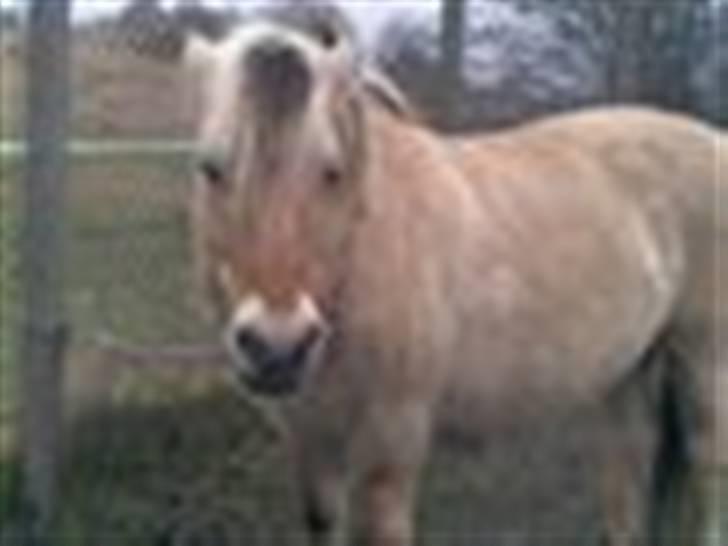 Fjordhest Maja (: * GP *  billede 8