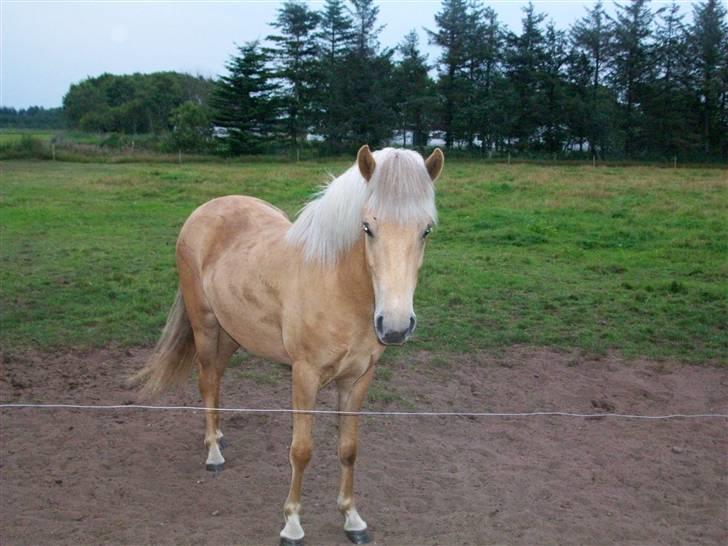 Islænder lysa billede 1