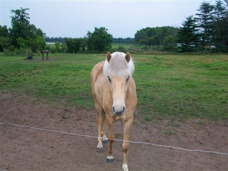Islænder lysa billede 2