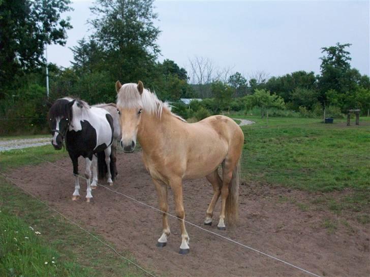 Islænder lysa billede 3