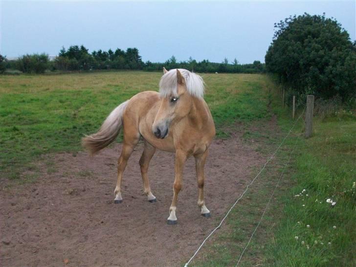 Islænder lysa billede 4