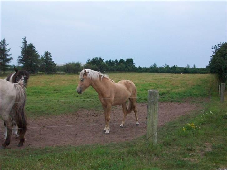 Islænder lysa billede 5