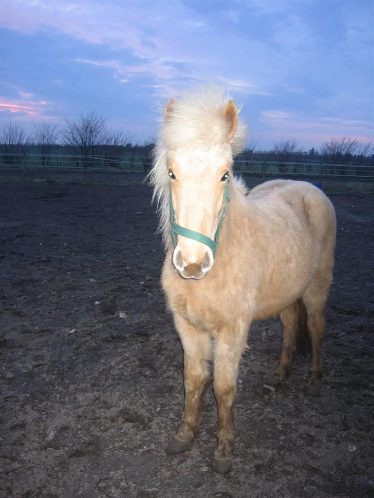 Islænder lysa billede 6