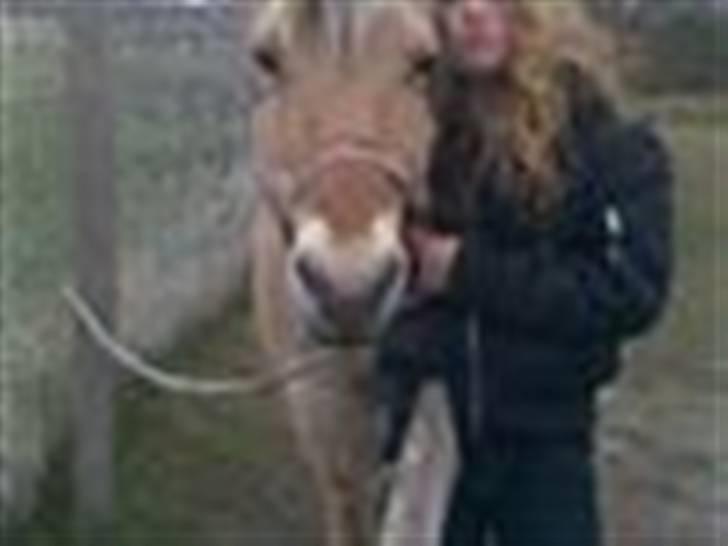 Fjordhest Maja (: * GP *  billede 10