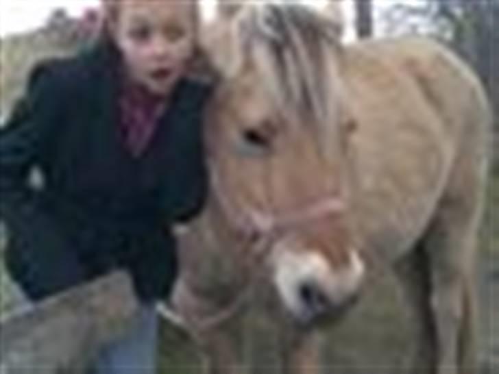 Fjordhest Maja (: * GP *  billede 11