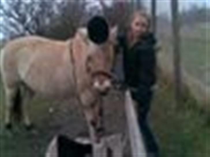 Fjordhest Maja (: * GP *  billede 13