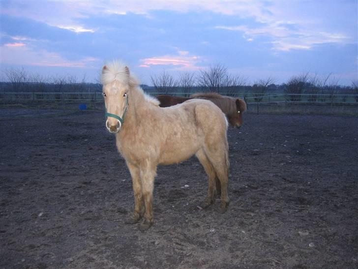 Islænder lysa billede 7