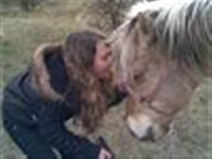 Fjordhest Maja (: * GP *  billede 14