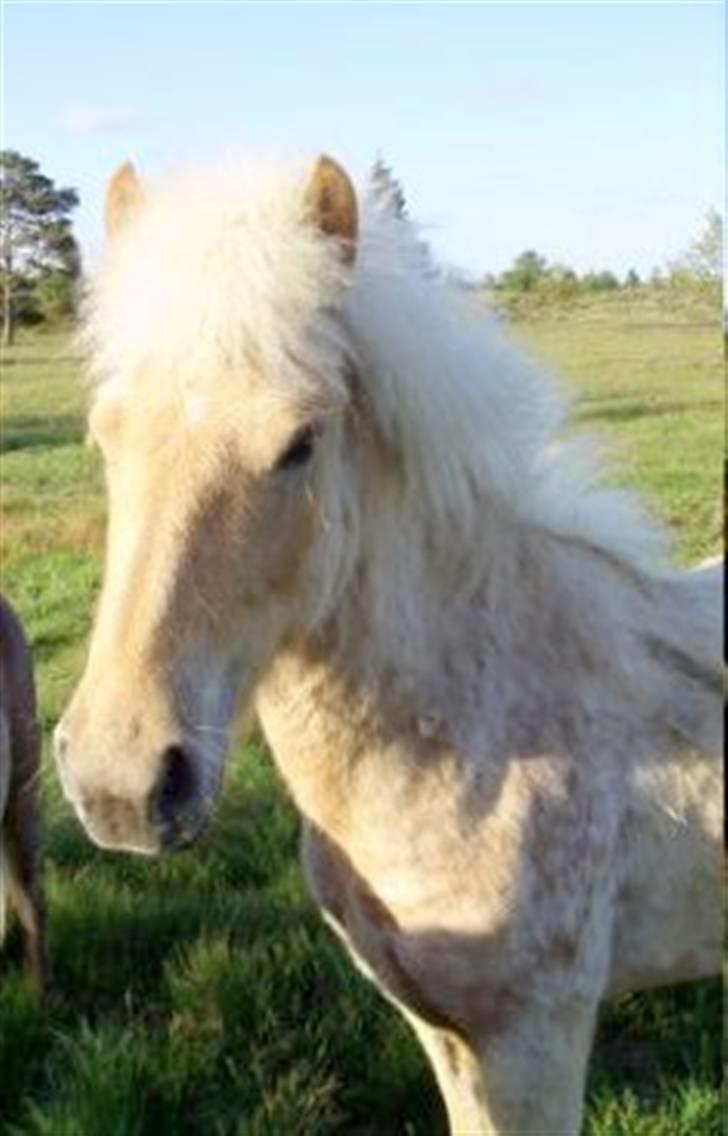 Islænder lysa billede 8