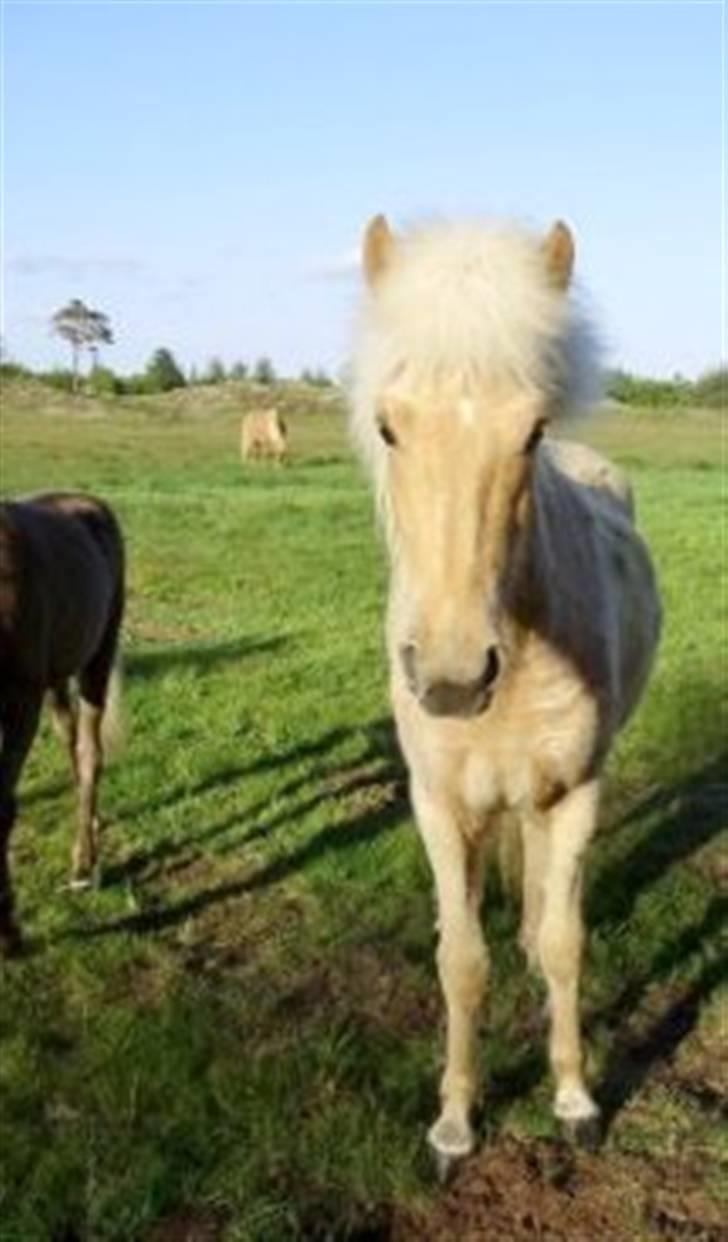 Islænder lysa billede 9