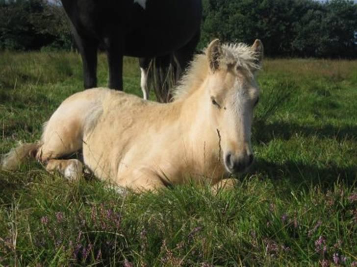 Islænder lysa billede 10