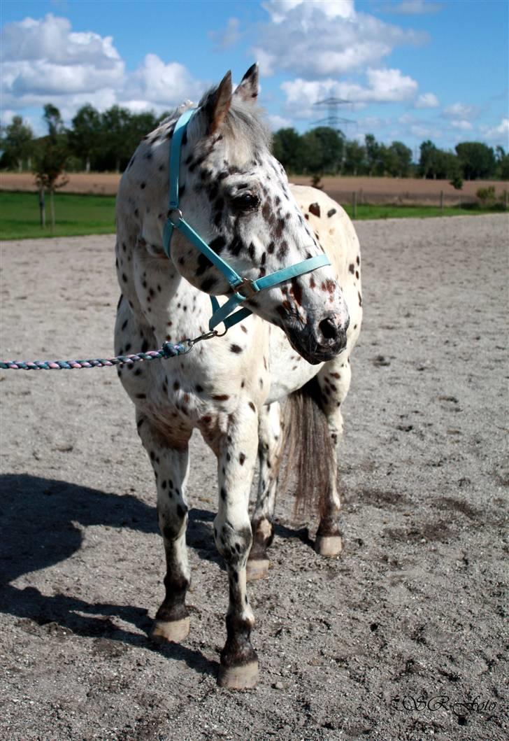 Knabstrupper Lion's Stip - Flotte fyr <3 SR foto billede 1