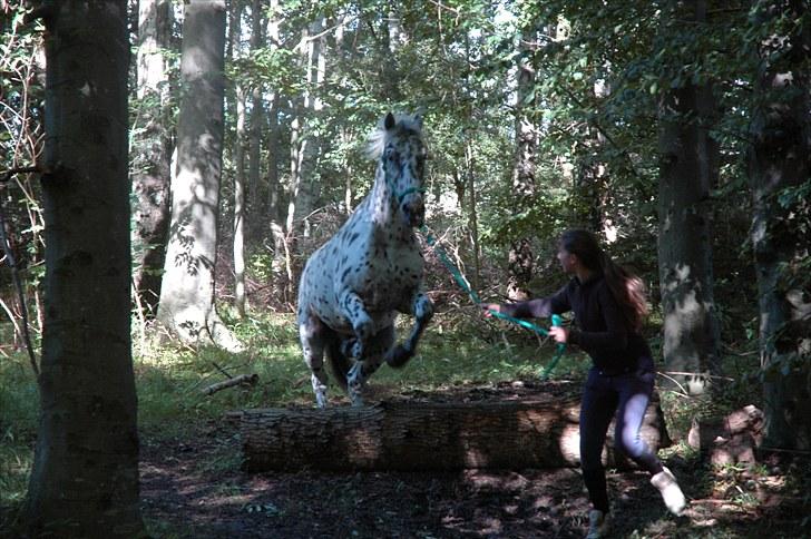 Knabstrupper Lion's Stip - Leg i skoven <3 sommer ´10 Taget af Mulle <3 billede 2