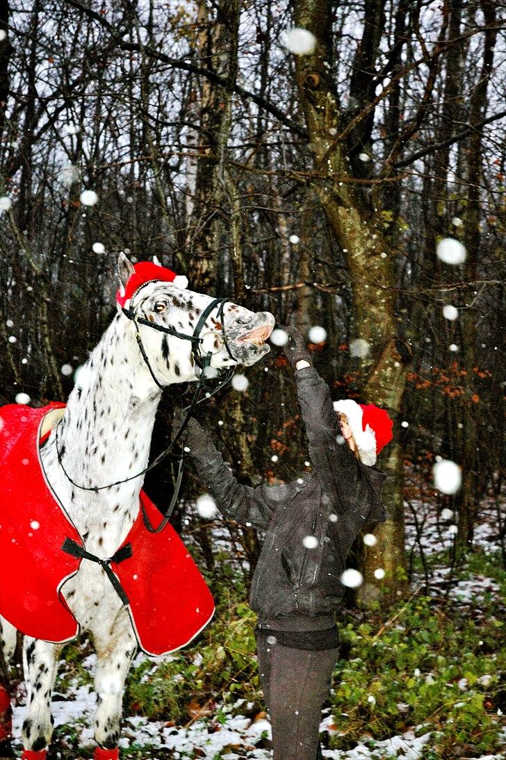Knabstrupper Lion's Stip - Julehygge 10´ Taget af Jule-Mulle :P billede 3