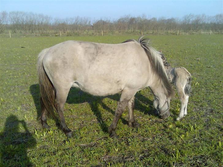 Islænder julia fra floes  billede 7