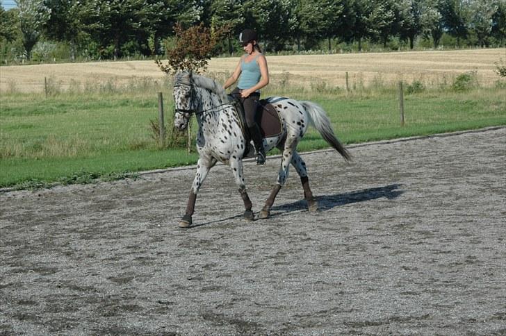 Knabstrupper Lion's Stip - Dressur 10´ Taget af Mulle :D billede 4