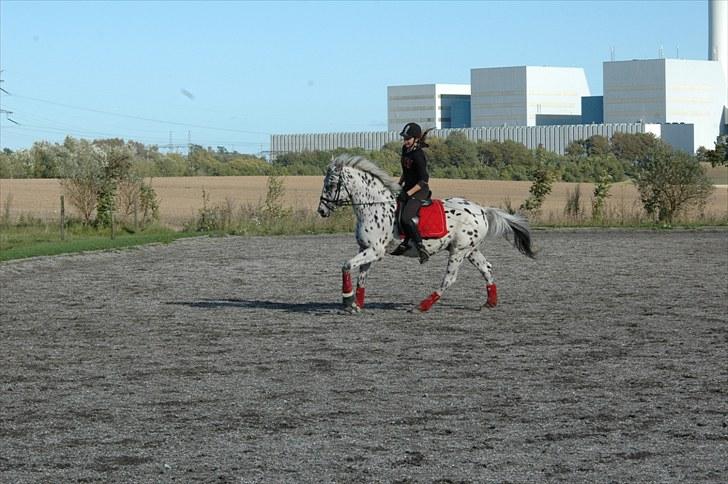 Knabstrupper Lion's Stip - 21. Sept ´10 Taget af Mulle billede 5