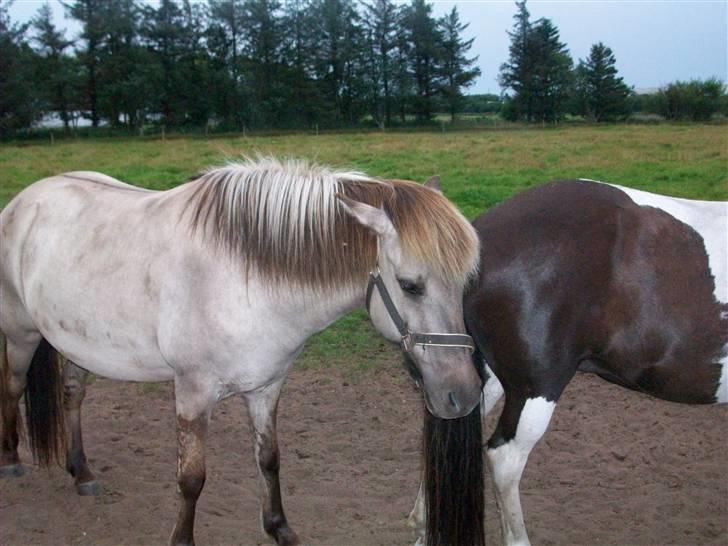 Islænder julia fra floes  billede 8
