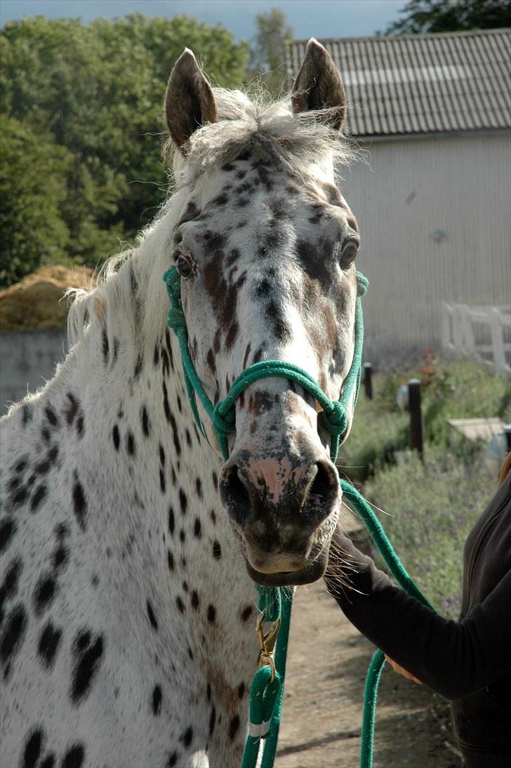 Knabstrupper Lion's Stip - Den dejlige ;) Sommer ´10 Taget af Mulle billede 6