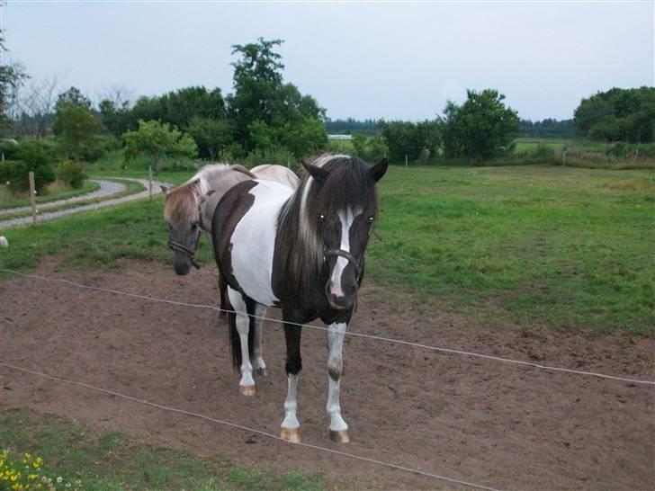 Islænder bjarklind fra juel billede 9