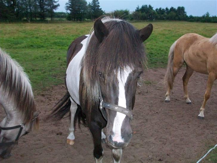 Islænder bjarklind fra juel billede 10