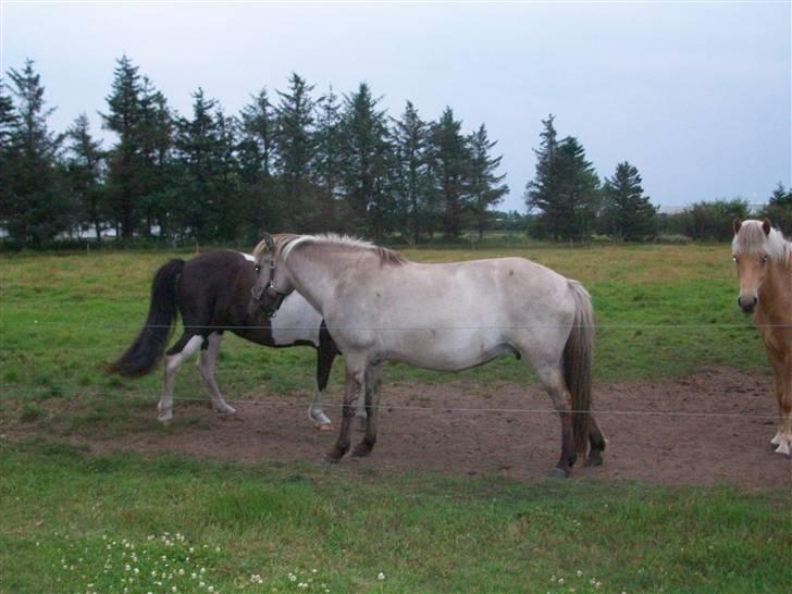 Islænder julia fra floes  billede 9