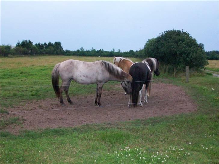 Islænder julia fra floes  billede 10