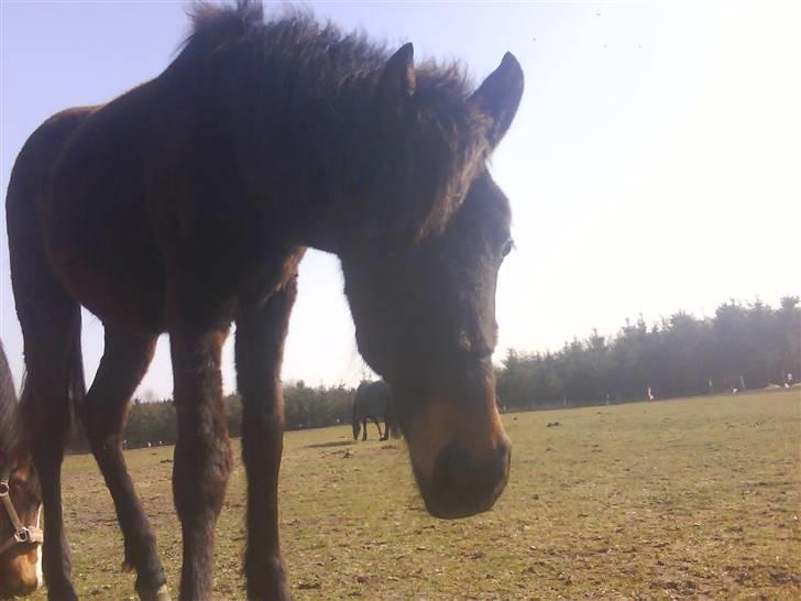 Anden særlig race Lundgaards Mulan - Taget af Dorte Jensen/Grønvang billede 1