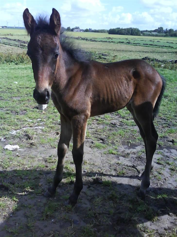 Anden særlig race Lundgaards Mulan - I fuld format<33 billede 2