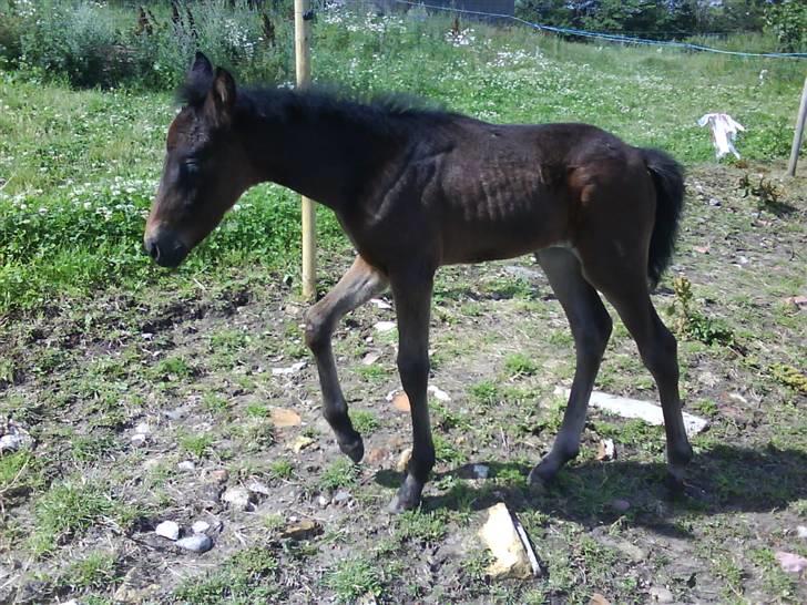 Anden særlig race Lundgaards Mulan - Puhha skridt pause:D billede 3