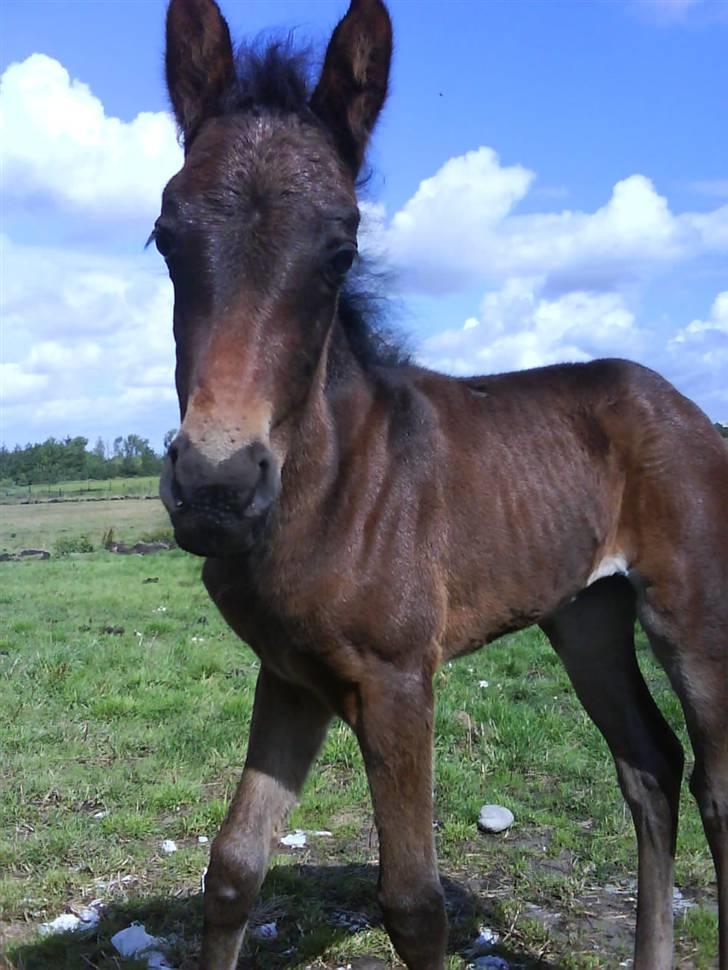 Anden særlig race Lundgaards Mulan - Cute, Cute, Cute!! billede 4