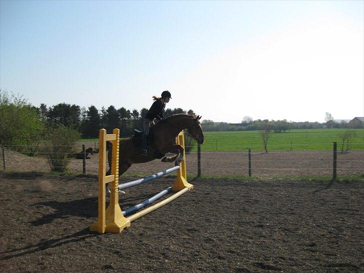 Frederiksborg Rubin [Himmelhest] - 9: Rubin og jeg springer :D billede 9