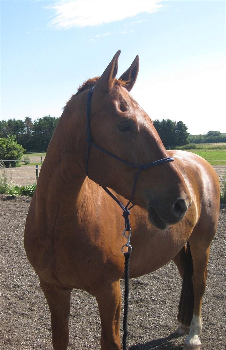 Frederiksborg Rubin [Himmelhest] - 15: Rubin med sin rebgrime billede 15