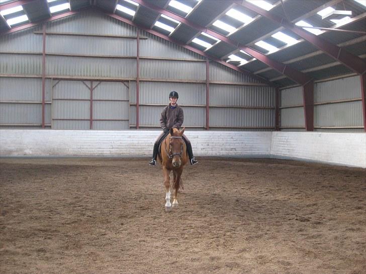 Frederiksborg Rubin [Himmelhest] - 16: Rubin i ridehuset - 2010 billede 16