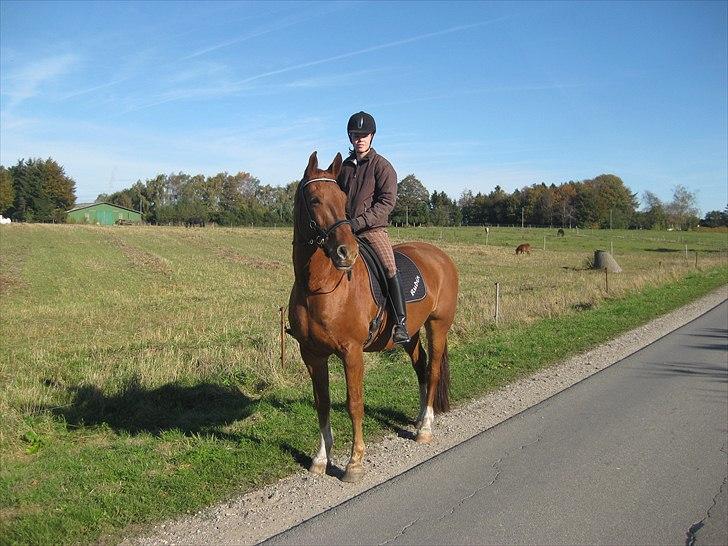 Frederiksborg Rubin [Himmelhest] - 14: Rubin på Øde Hastrupvej - 2010 billede 14