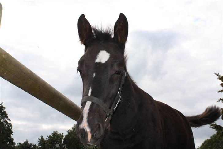 Dansk Varmblod Mazy *Solgt* billede 18