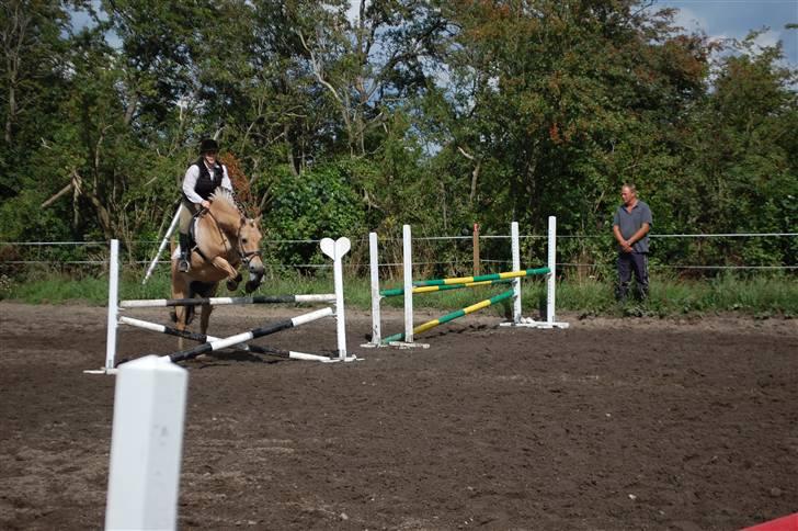 Fjordhest Pop (har passet) R.I.P<3 - L´F © billede 13