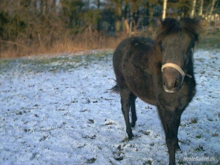 Dartmoor Frydenlunds Nuggi billede 17