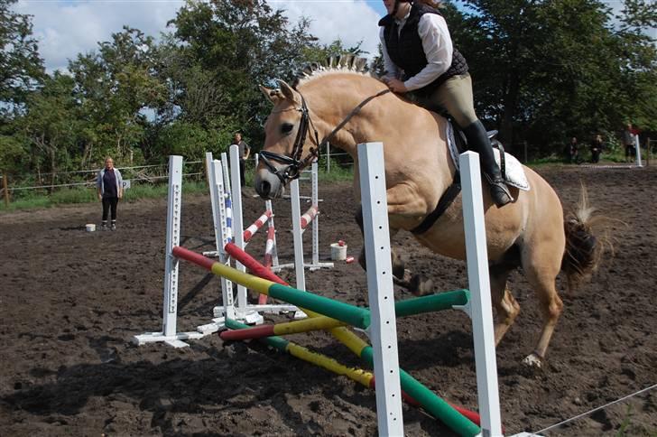 Fjordhest Pop (har passet) R.I.P<3 - L´F © billede 14