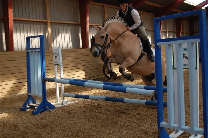 Fjordhest Pop (har passet) R.I.P<3 - L´F © billede 15