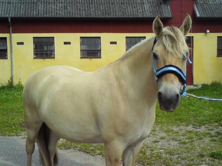 Fjordhest Nicolas Halsnæs. - fine nicolas<3 billede 1