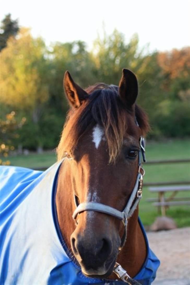 Welsh Cob (sec D) Maglehøj Dunhill R.I.P - et farvel billede. hvor er han dog smuk :o) billede 2