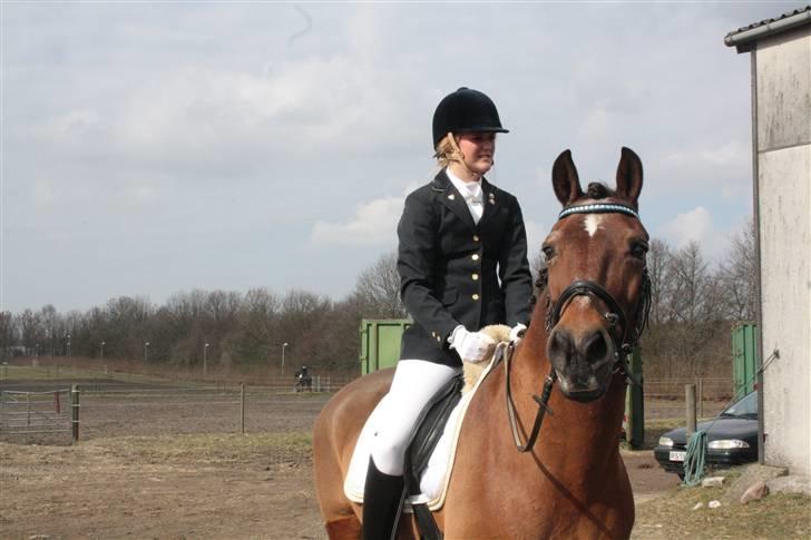 Welsh Cob (sec D) Maglehøj Dunhill R.I.P - Efter Program på VER- møde med vores "fans" Hahaha ;D Foto: Tine T billede 3