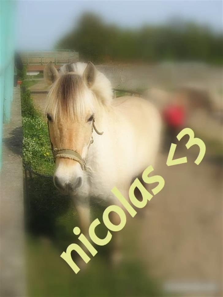 Fjordhest Nicolas Halsnæs. - nico<3 billede 2