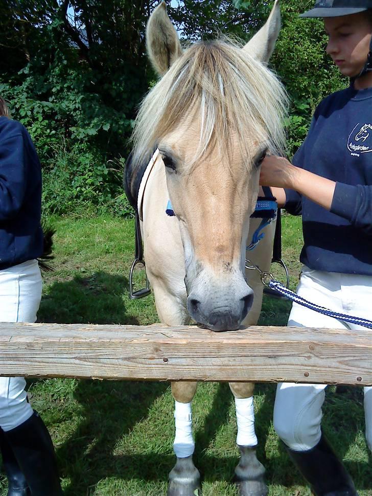 Fjordhest Nicolas Halsnæs. - Anso sys det mega sødt , så det skulle ind!  billede 3