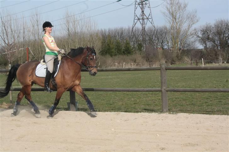 Welsh Cob (sec D) Maglehøj Dunhill R.I.P - Dejlig trav! og så lidt over lod! det er vildt hva :) Foto: Marie billede 5