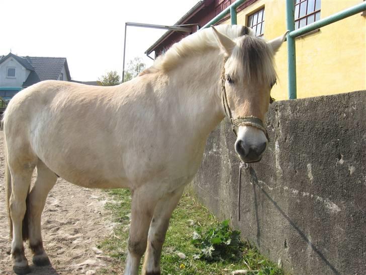 Fjordhest Nicolas Halsnæs. - uhh det er dejligt at stå i solen<33 billede 4
