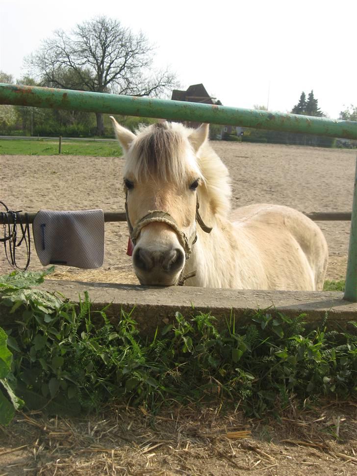 Fjordhest Nicolas Halsnæs. - titetite bøbø ;P billede 5