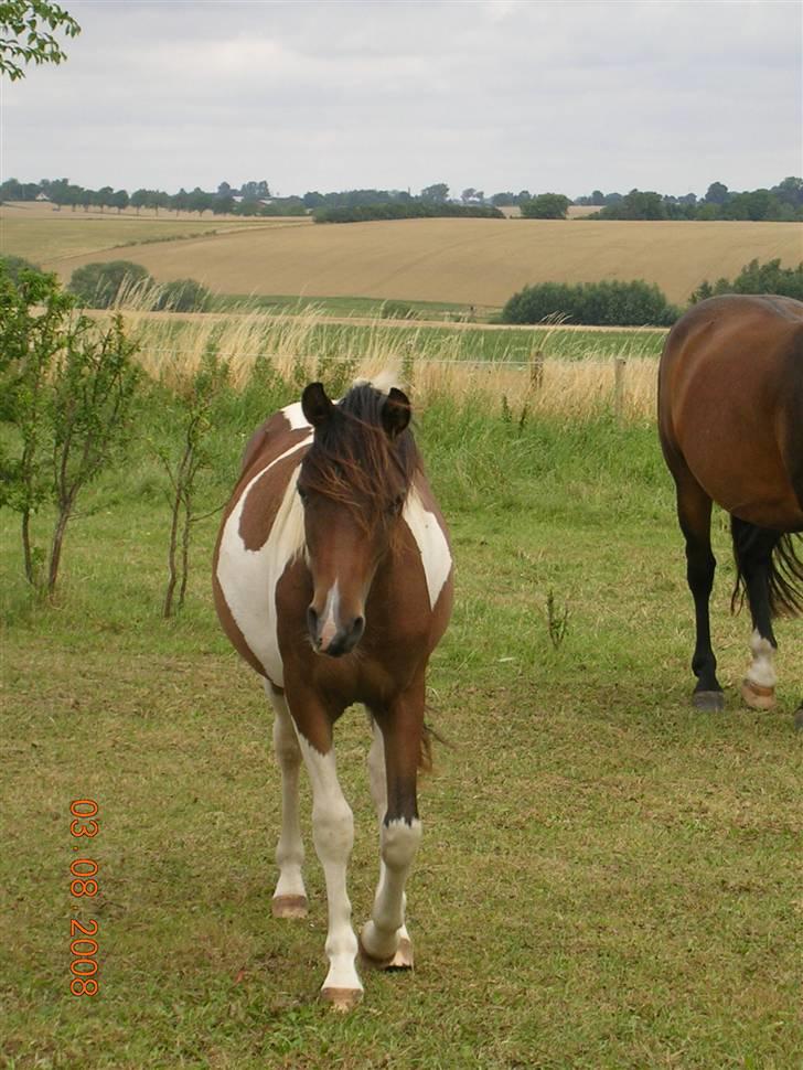 Anden særlig race Mr.Melle  "SOLGT" billede 15
