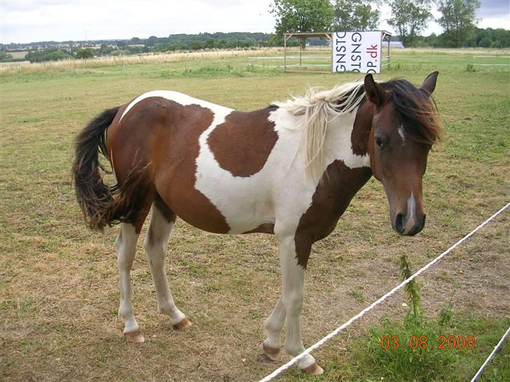 Anden særlig race Mr.Melle  "SOLGT" billede 16